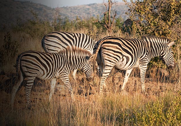 SUN CITY / PILANESBERG / 
                HARTBEESPOORT / CAPE TOWN